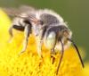 Megachile sp.